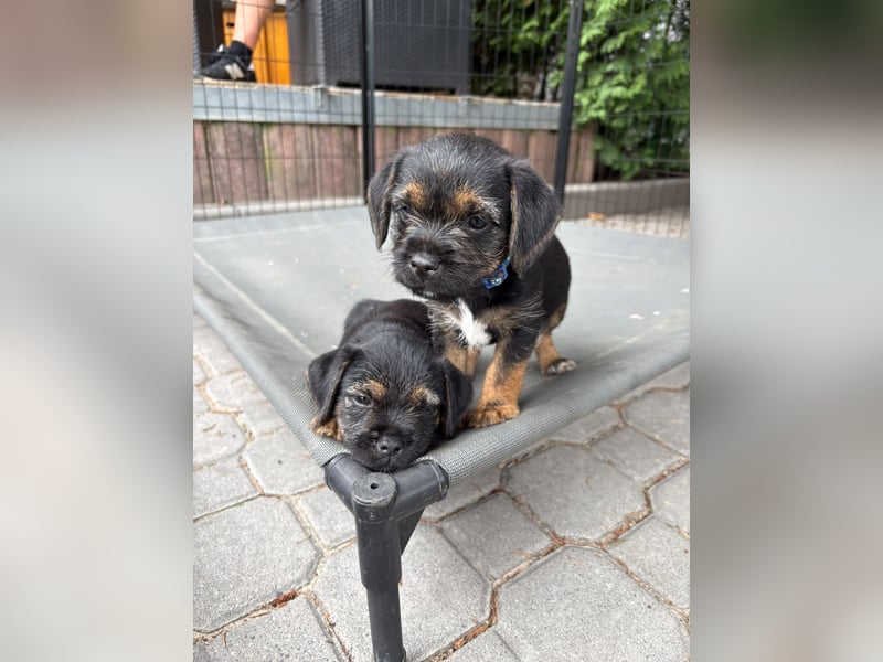 Border Terrier Welpen Bue and Tan