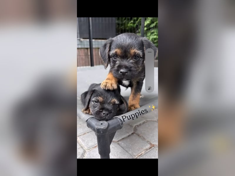 Border Terrier Welpen Bue and Tan