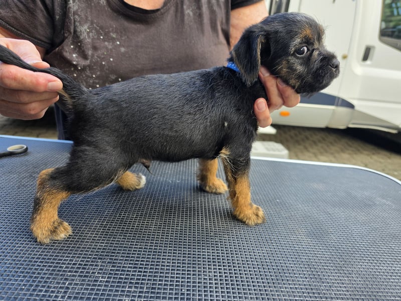 Border Terrier Welpen Bue and Tan