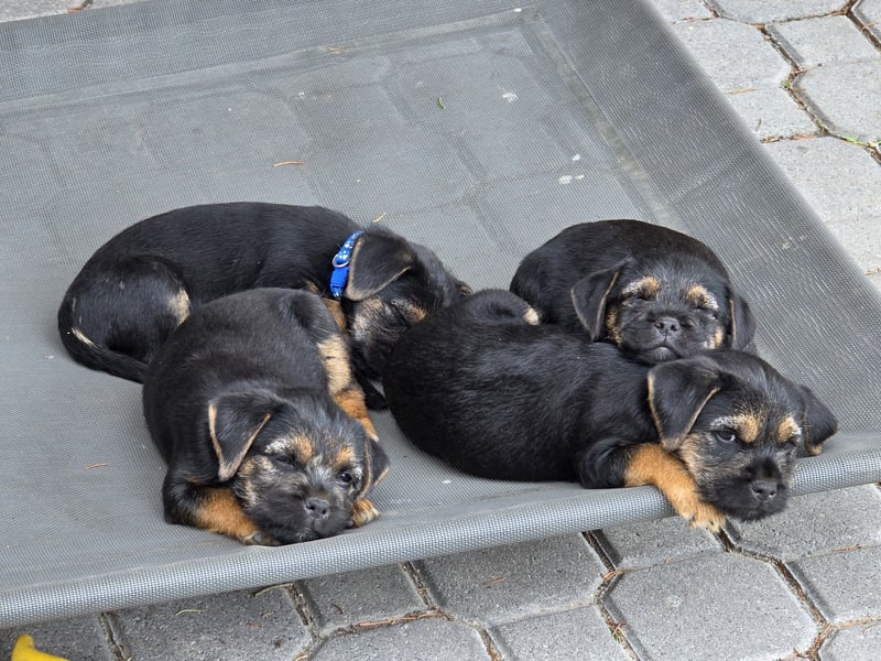 Border Terrier Welpen Bue and Tan mit kFT - Ahnentafel