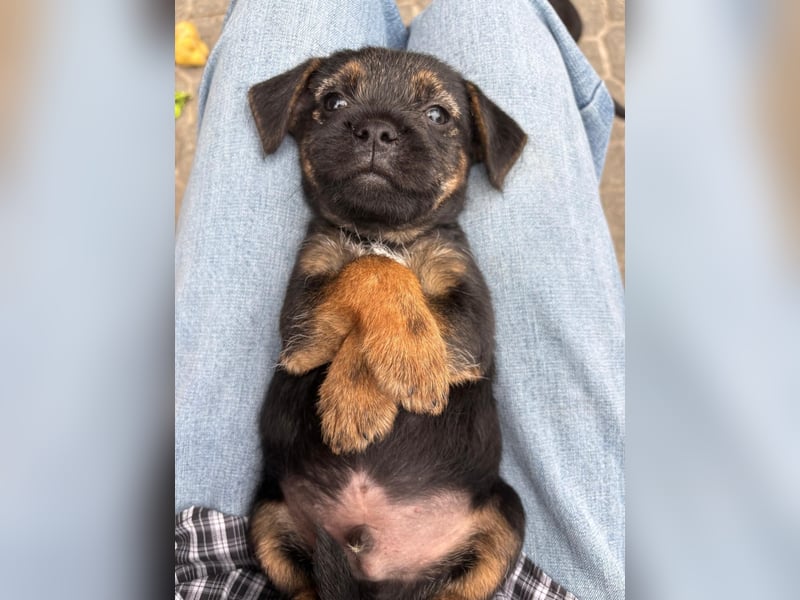 Border Terrier Welpen Bue and Tan
