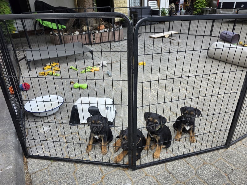 Border Terrier Welpen Bue and Tan mit kFT - Ahnentafel