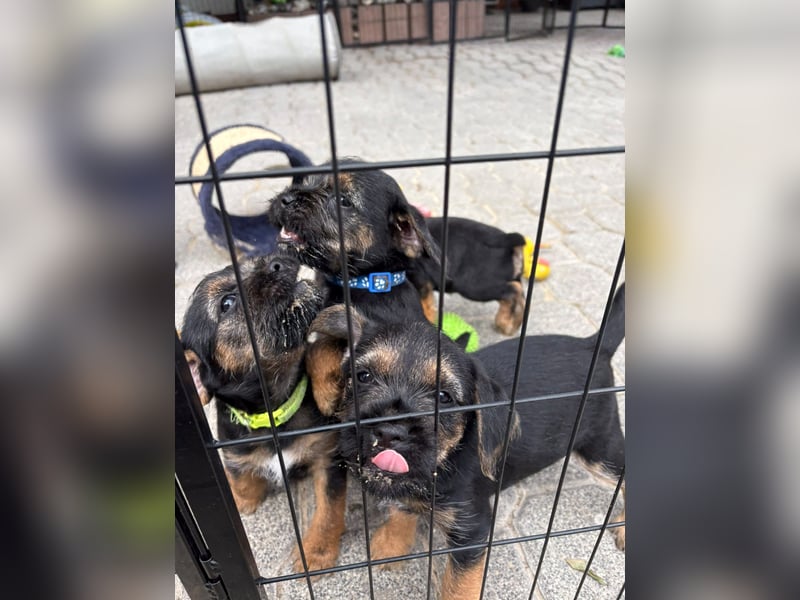Border Terrier Welpen Bue and Tan