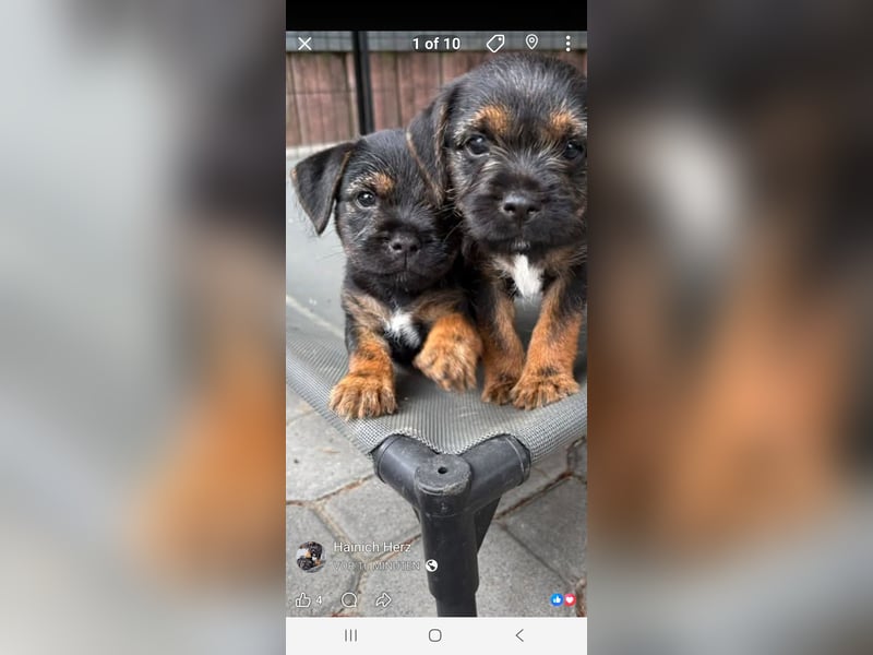 Border Terrier Welpen Bue and Tan mit kFT - Ahnentafel