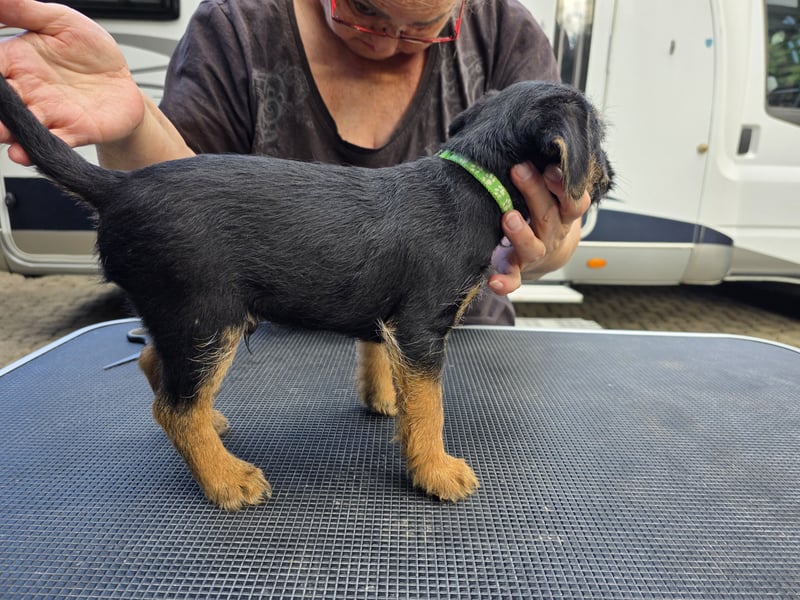 Border Terrier Welpen Bue and Tan mit kFT - Ahnentafel