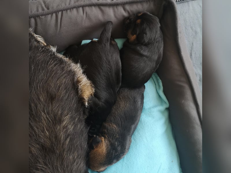 Border Terrier Welpen