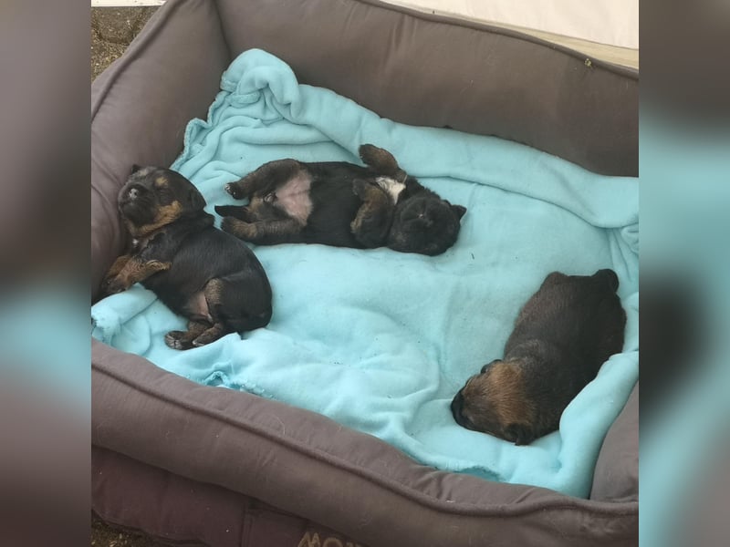Border Terrier Welpen