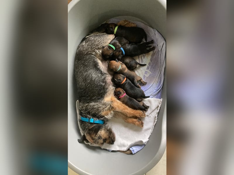 Border Terrier Welpen