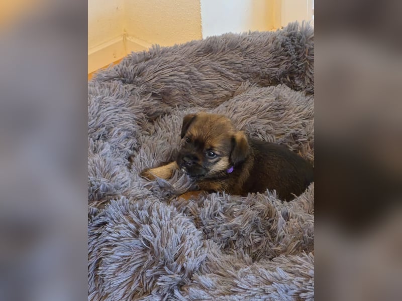 Border Terrier Traum Hündin