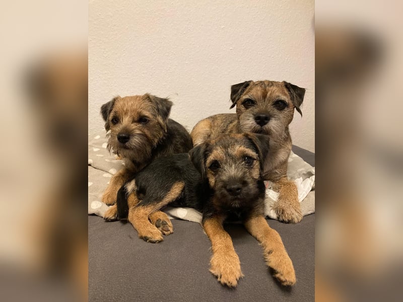 Border Terrier Welpe Weiblich Blue &Tan