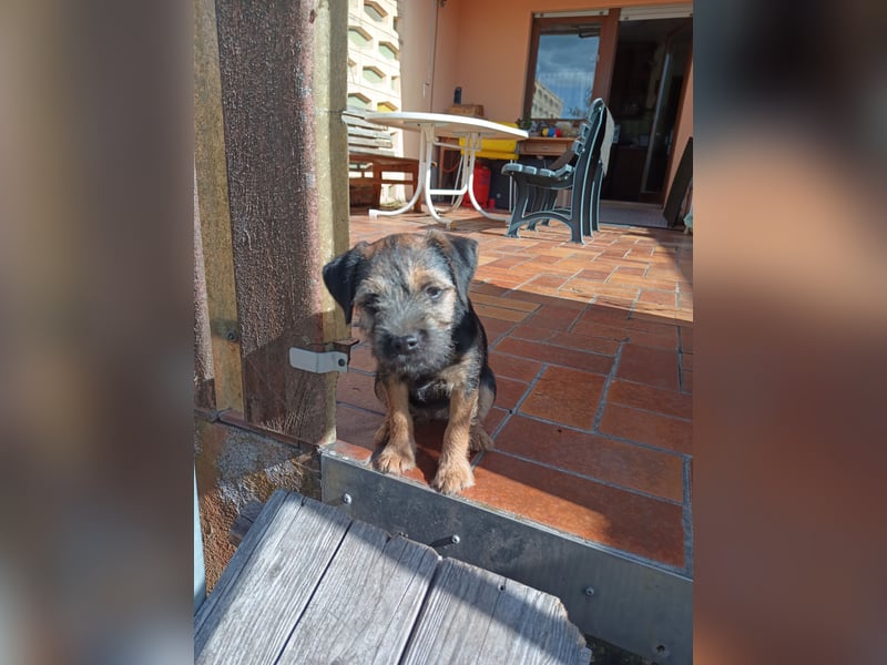 Border Terrier Welpe Weiblich Blue &Tan