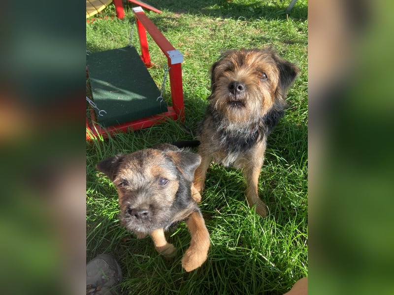 Border Terrier Welpe Weiblich Blue &Tan