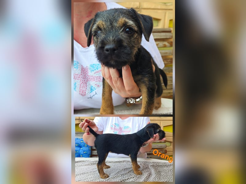 Border Terrier Welpe Weiblich Blue &Tan