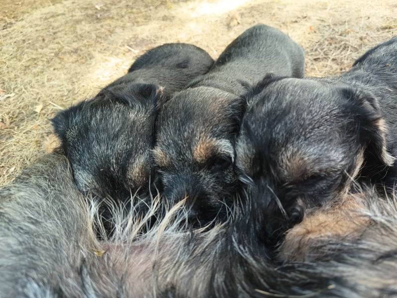 Border Terrier Welpe Weiblich Blue &Tan