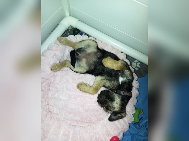 Border Terrier Welpe Weiblich Blue &Tan