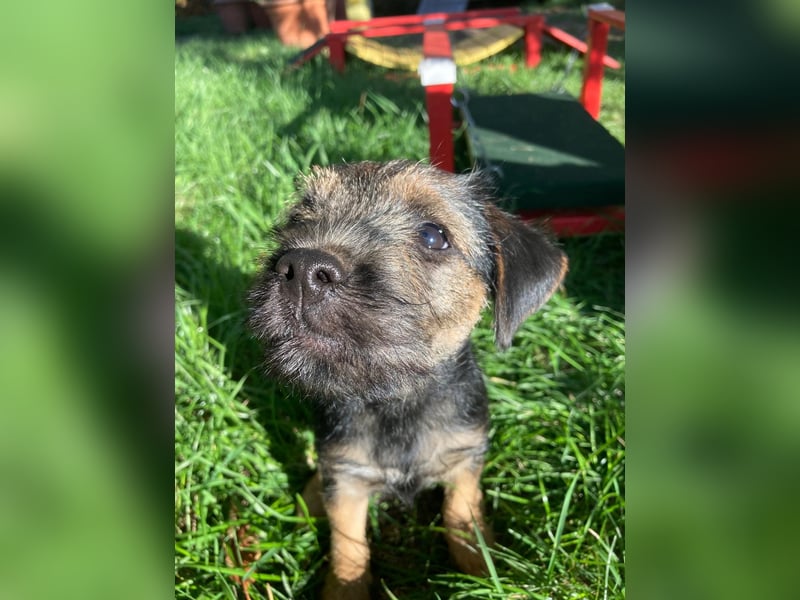 Border Terrier Welpe Weiblich Blue &Tan