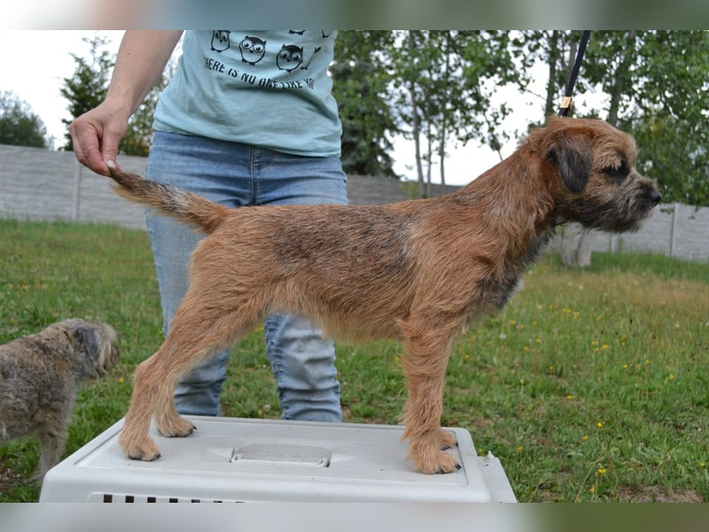 Border Terrier Hündin