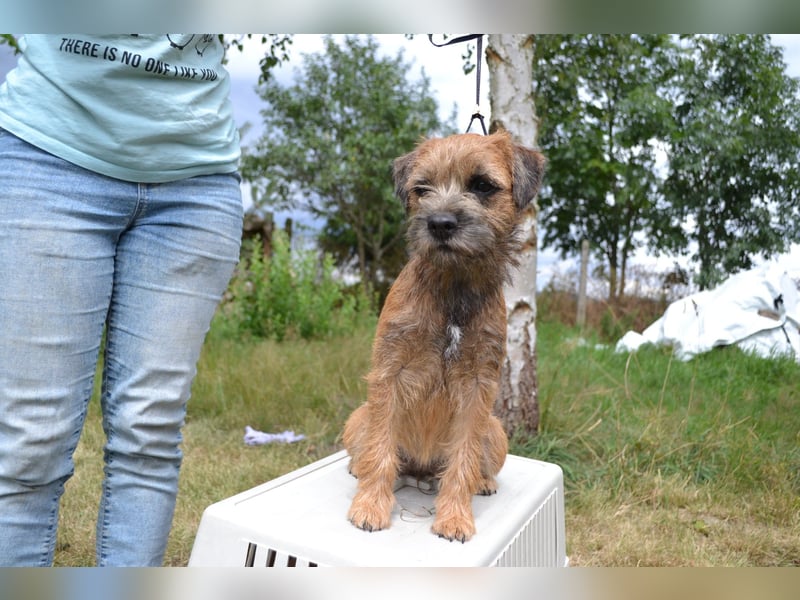 Border Terrier Hündin