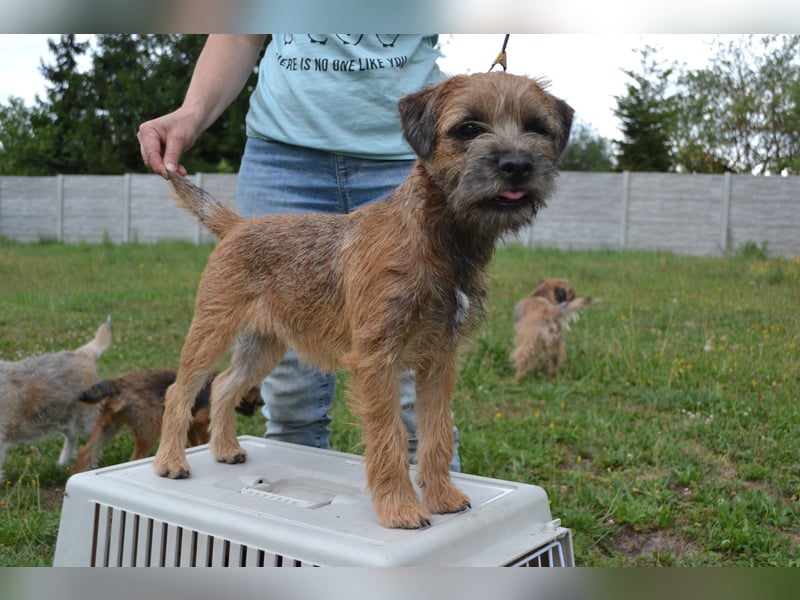 Border Terrier Hündin