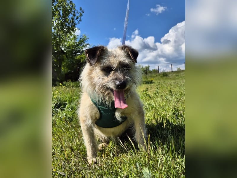 Clark sucht ein neues Zuhause