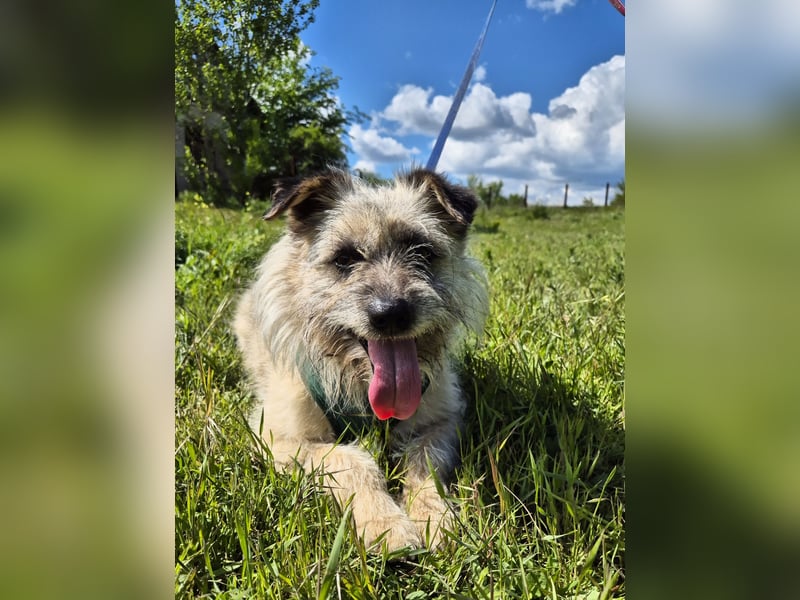 Clark sucht ein neues Zuhause