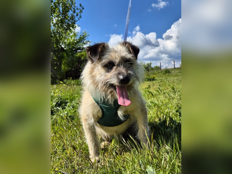 Clark sucht ein neues Zuhause