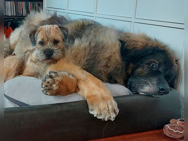 Wurfankündigung Border Terrier vom Keilstein