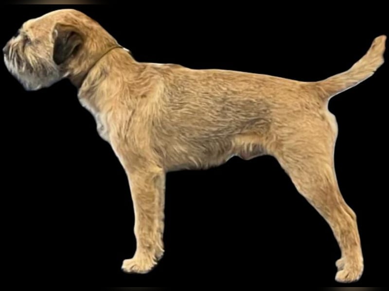 Wurfankündigung Border Terrier vom Keilstein