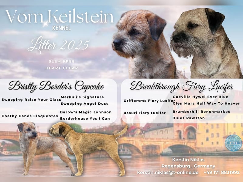 Wurfankündigung Border Terrier vom Keilstein