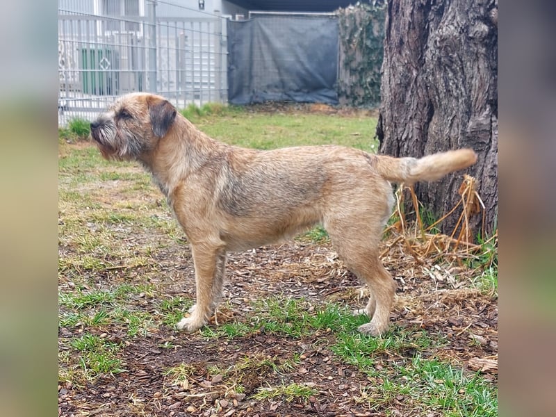 Wurfankündigung Border Terrier vom Keilstein