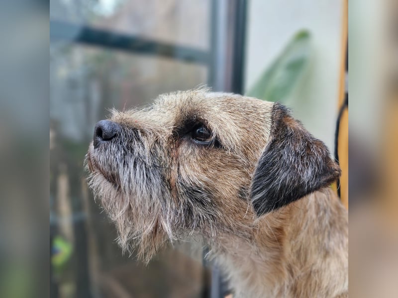 Wurfankündigung Border Terrier vom Keilstein
