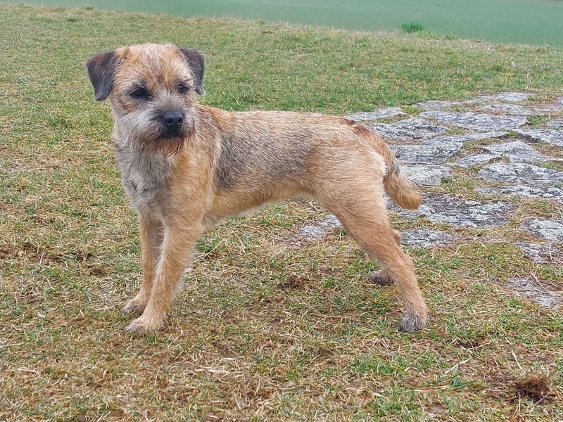 Wurfankündigung Border Terrier vom Keilstein