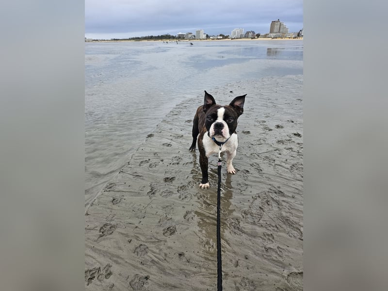 Boston Terrier Rüde 3 Jahre