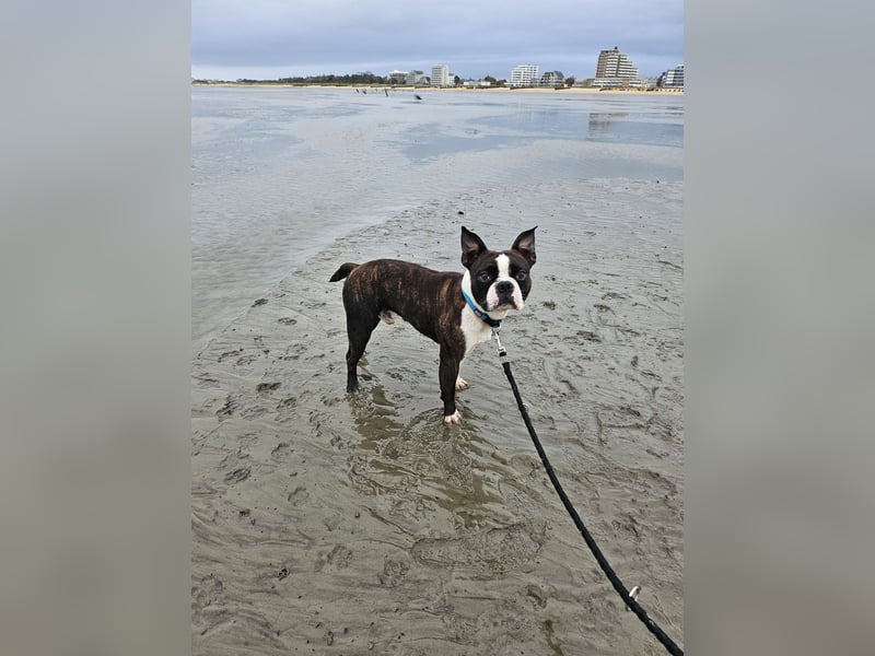 Boston Terrier Rüde 3 Jahre