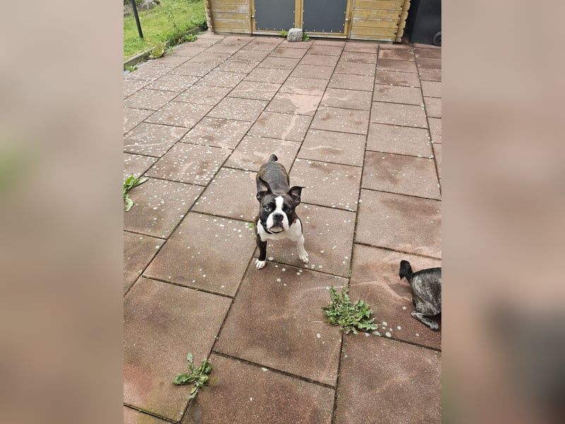 Boston Terrier Rüde 3 Jahre