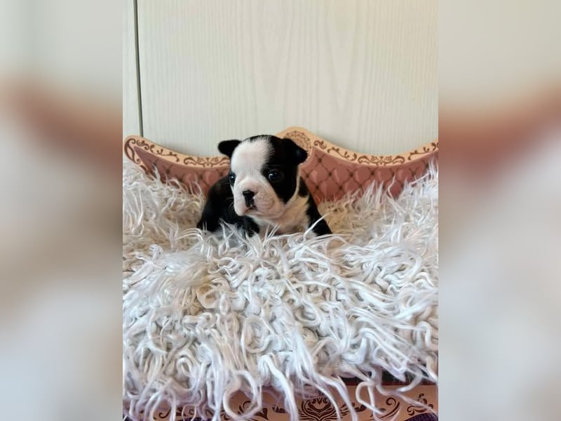 Boston Terrier Welpen mit VDH Papieren