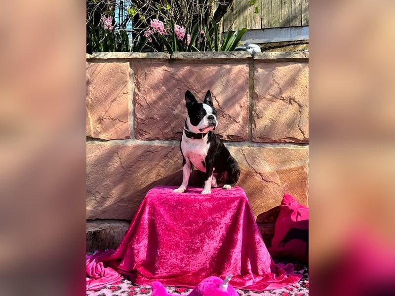 Boston Terrier Welpen mit VDH Papieren