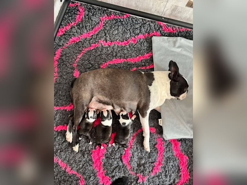 Boston Terrier Welpen mit VDH Papieren