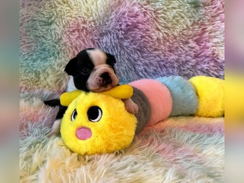 Boston Terrier Welpen mit VDH Papieren
