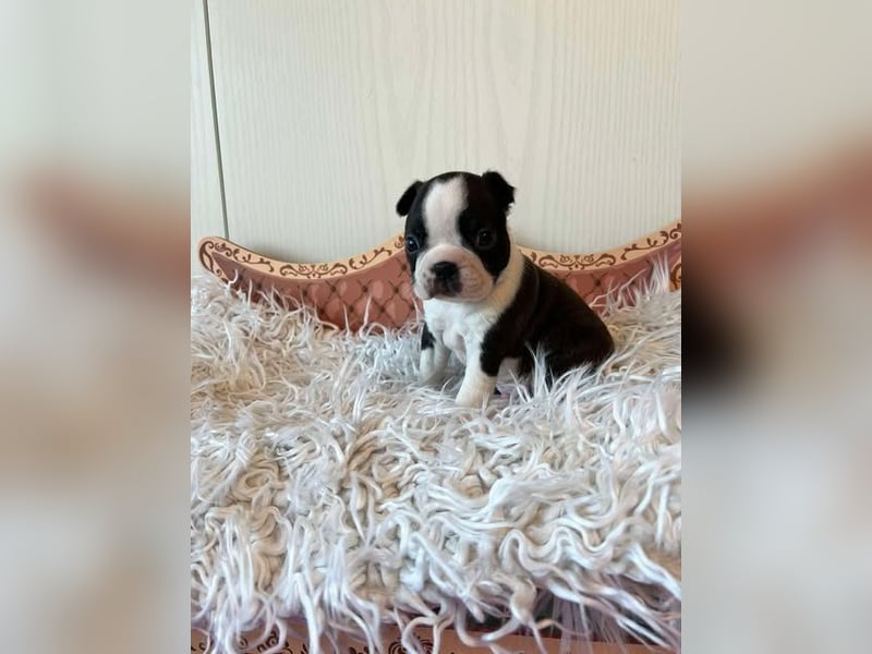 Boston Terrier Welpen mit VDH Papieren