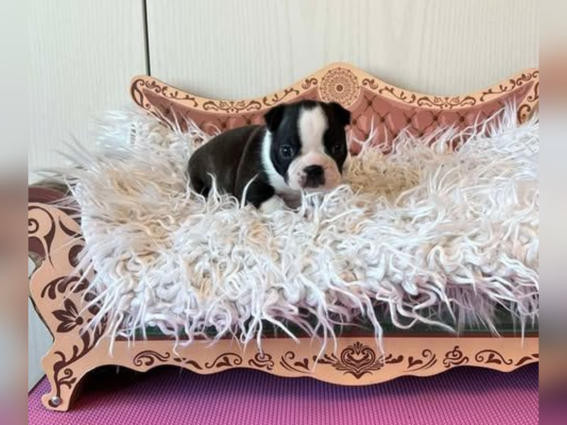 Boston Terrier Welpen mit VDH Papieren