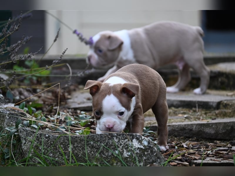 Boston Terrier Welpen in Sonderlackierung