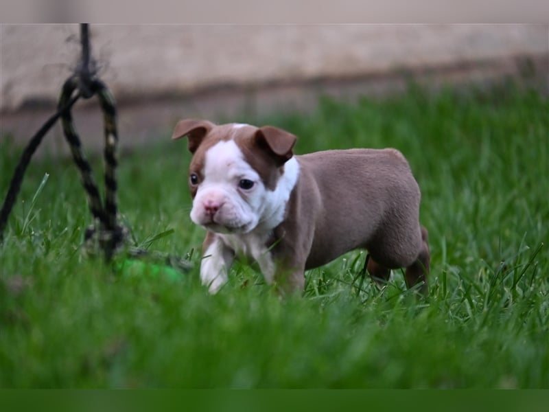 Boston Terrier Welpen in Sonderlackierung