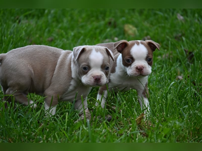 Boston Terrier Welpen in Sonderlackierung