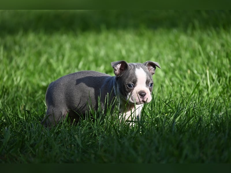 Boston Terrier Welpen in Sonderlackierung