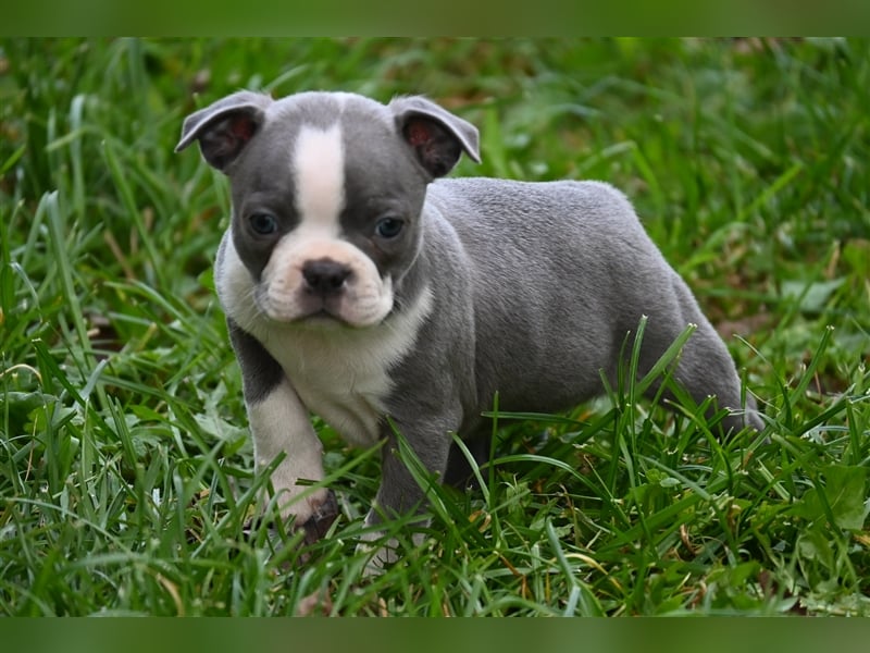 Boston Terrier Welpen in Sonderlackierung