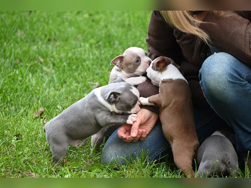 Boston Terrier Welpen in Sonderlackierung