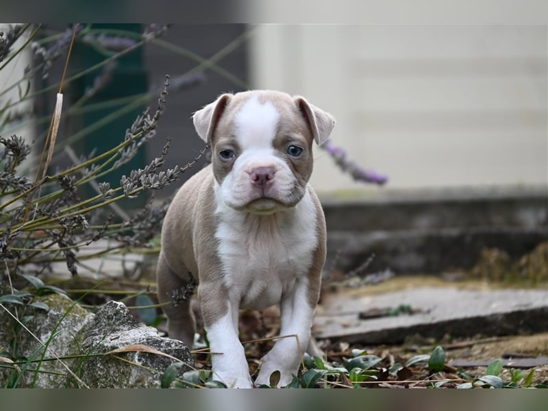 Boston Terrier Welpen in Sonderlackierung