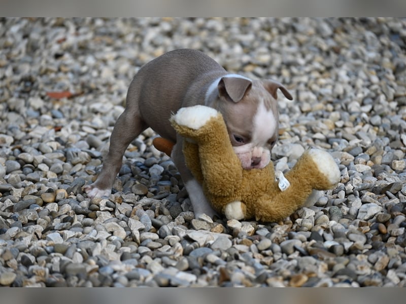 Boston Terrier Welpen in Sonderlackierung