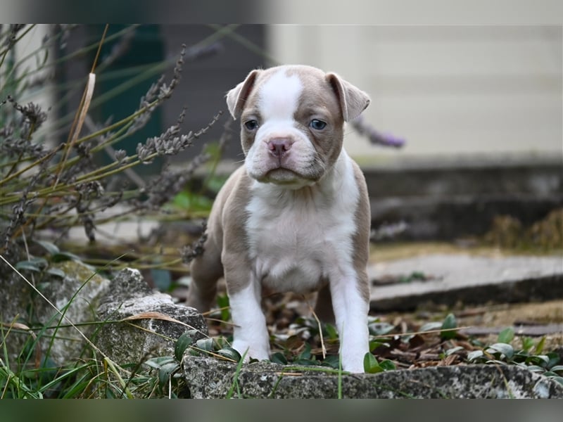 Boston Terrier Welpen in Sonderlackierung